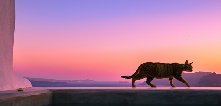 Sunsetting CAT